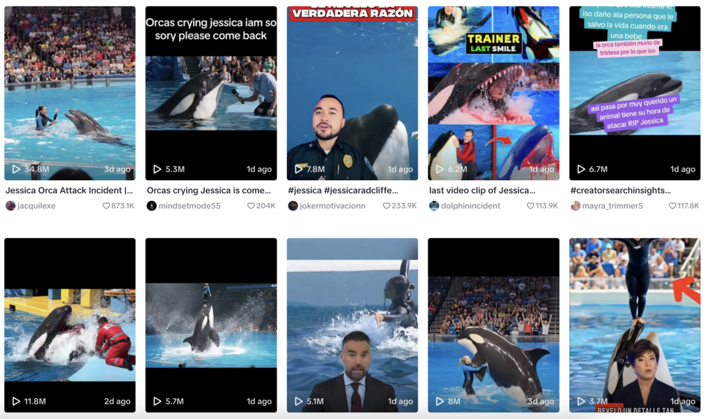 Треш-контент, который заходит: нападение косатки на дрессировщицу
